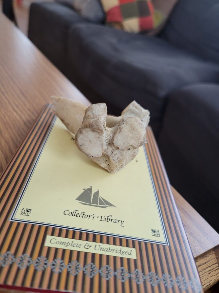 a book sitting on a table. a bird pelvis rests on top of the book