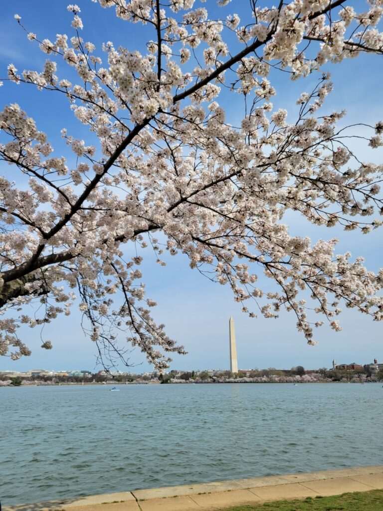 pink cherry blossom branches extending over the pond of the Jefferson Memorial. The Washington monument is in the background