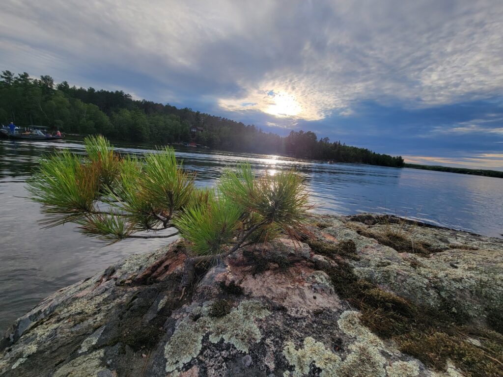 image of a small pine tree growing out of a rock on Lake Vermillion in Minnesota